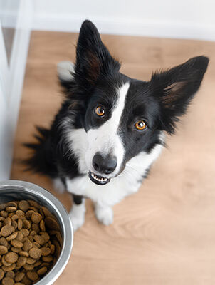 dog looking up with food bowl